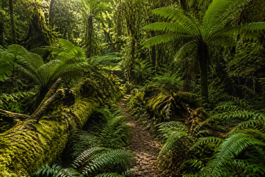 Uncivilized primeval forest floor with ferns and mossy logs