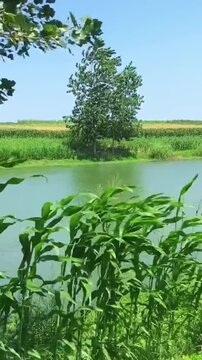 landscape with green grass and lake