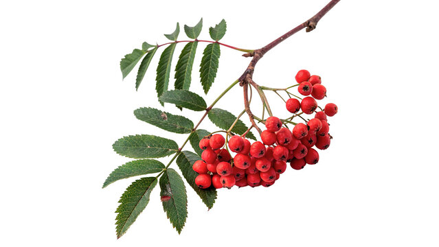 Branch of fresh green mountain ash rowan berry leaves isolated on a white background