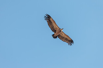 Obraz premium Gyps fulvus. Griffon Vulture in flight. Arribes del Duero Natural Park, Castile and León, Spain.