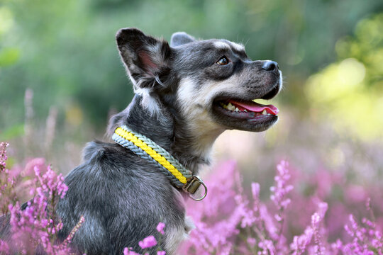 Dog with woven yellow collar in purple blooming heather flower field during late summer
