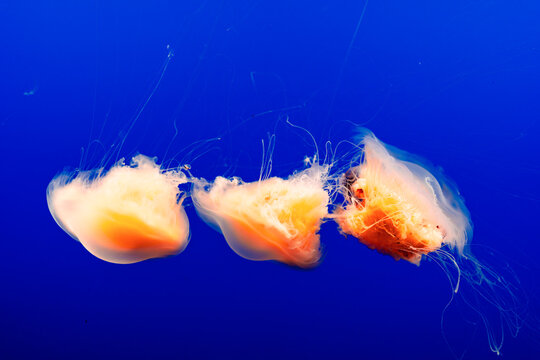 egg yolk jellyfish in aquarium,