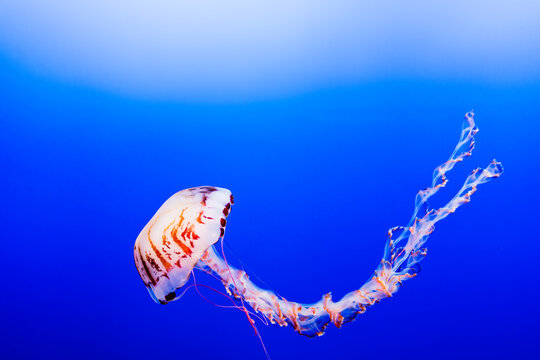 sea nettle jelly fish in aquarium