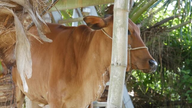 Brown cow with a rope halter stands in a rural pen and turns its head nearby greenery. Farm animals.