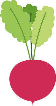 Radish Vegetable Flat Vector Illustration
