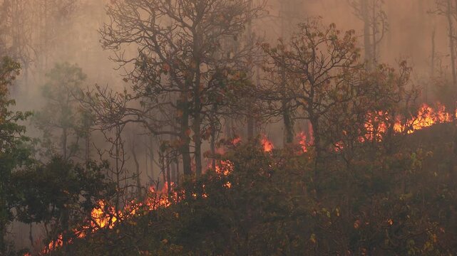 El Ni&ntilde;o climate event dries regions and increases wildfire risk.