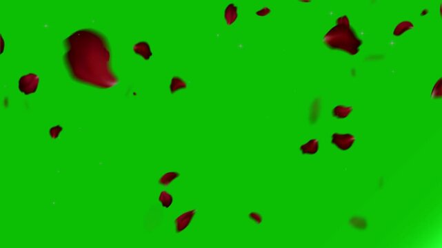 Red rose petals float and fall gracefully against a solid green screen background for romantic video projects.