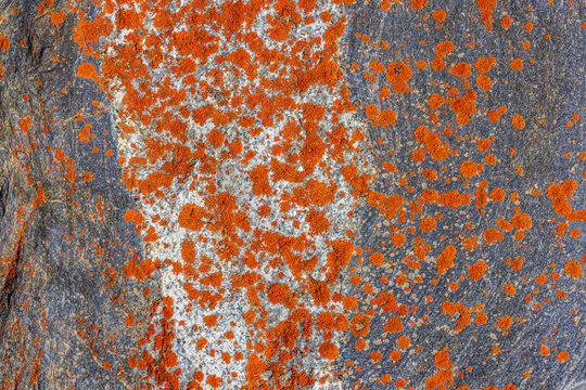 Close-up View of Orange Lichen on Weathered Rock Surface