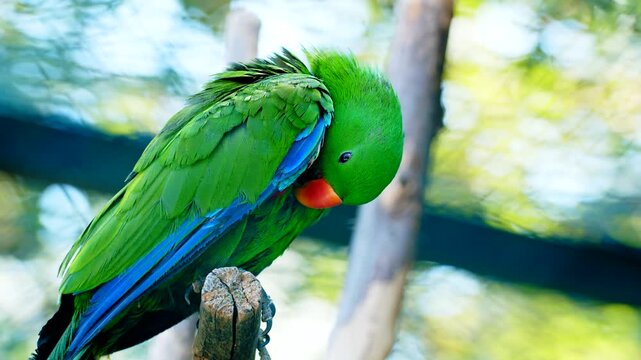 Eclectus parrot preening feathers while perched on wooden branch in sunny outdoor environment.
