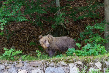 young wild brown bears (Ursus arctos) climbing on a stone roadside wall in a dense forest along the famous Transfagarasan mountain road in the Carpathian Mountains, Romania © Pawel 
