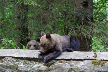young wild brown bears (Ursus arctos) climbing on a stone roadside wall in a dense forest along the famous Transfagarasan mountain road in the Carpathian Mountains, Romania © Pawel 