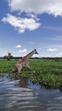 Majestic giraffe standing amidst dense green marshland vegetation by a calm water body under bright blue skies capturing serene wildlife motion footage for nature documentary projects showing tall ani