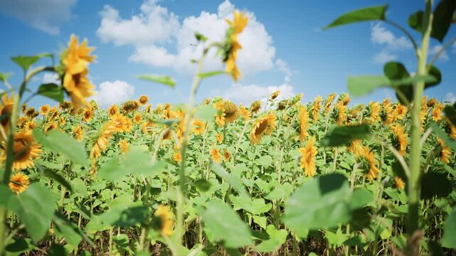 Close up of sunflowers swaying gently in vast field under bright sunlight with green leaves and yellow petals. Sunflower heads turn slightly revealing detailed textures like seeds at centers