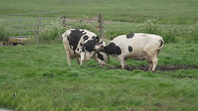 Two dairy cows playfully headbutting each other in a rural pasture field.