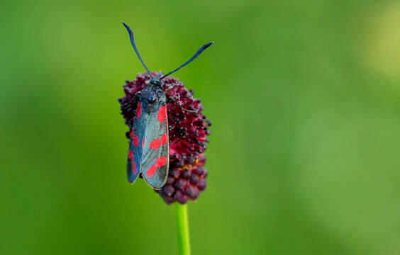 Ein Widderchen in einer Fr&uuml;hlingswiese, Westerwald, Rheinland-Pfalz, Deutschland