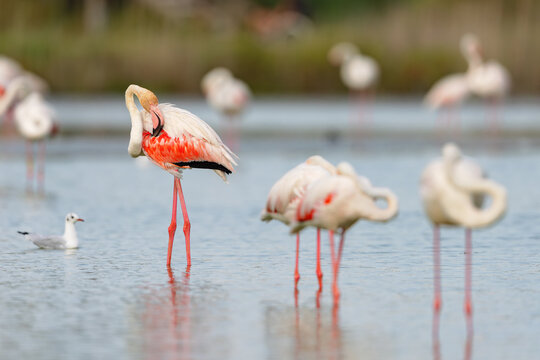 Greater flamingos (Phoenicopterus roseus) resting in the shallow water of a lagoon in the Camargue, France.