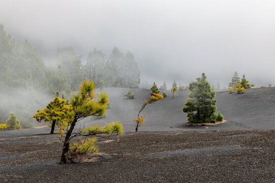 Landscape with green Canary Island Pines and black volcanic ashes near the volcano Tajogaite on La Palma, Canary Islands, Spain.