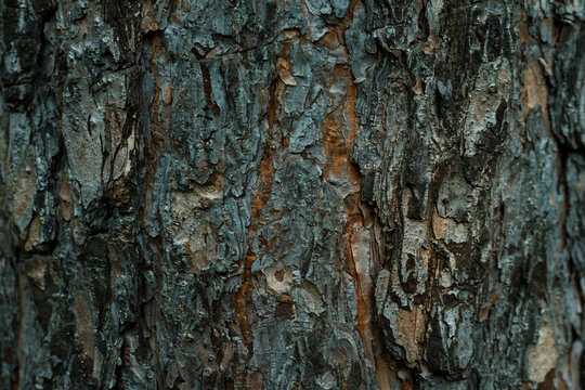Brown textured pine bark, close-up