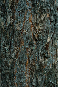 Brown textured pine bark, close-up