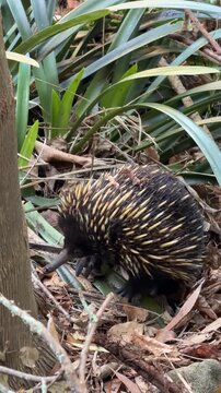 Short-Beaked Echidna Scratching and Foraging in Australian Garden
