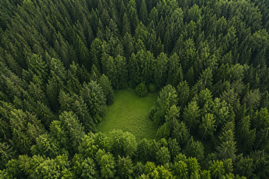 Dense summer forest canopy with meadow clearing in Finland, nature and environment concept
