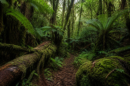Uncivilized primeval forest floor with ferns and mossy logs