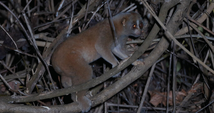 Slow loris climbing on tree branch at night, Nycticebus species nocturnal wildlife behavior, dense tropical forest environment, animal documentary, nature background.