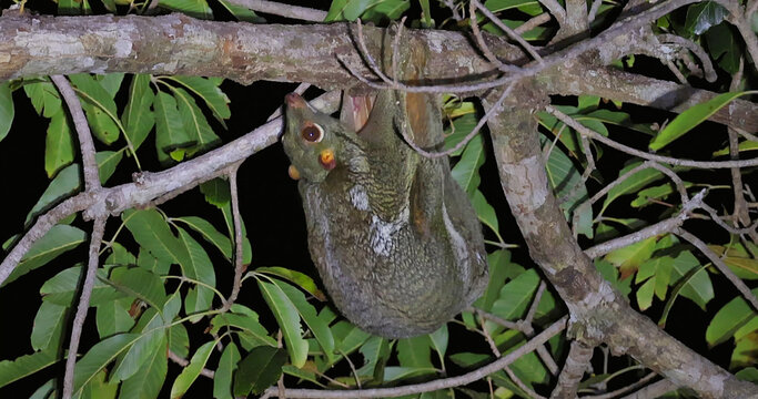 Sunda flying lemur hanging from tree branch at night, Malayan colugo Galeopterus variegatus in natural habitat, tropical rainforest wildlife behavior, nocturnal animal photography, nobody.