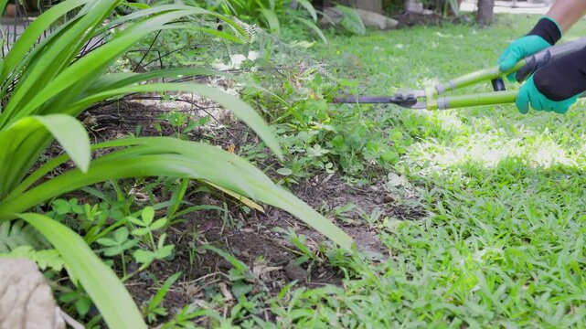 A man is using hedge shears to trim ground cover plants in the backyard.