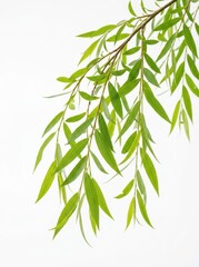 Naklejka premium Fresh Green Willow Tree Branch with Long Narrow Leaves Isolated on Pure White Background for Nature and Wellness Design