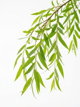Fresh Green Willow Tree Branch with Long Narrow Leaves Isolated on Pure White Background for Nature and Wellness Design