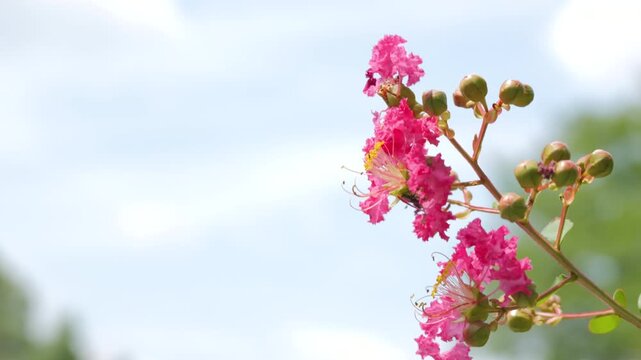 Pink Crape Myrtle Flowers Blooming Against Summer Sky