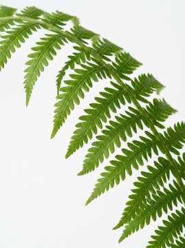 Vibrant Green Fern Frond Isolated on White Background - Minimalist Botanical Macro Photography for Design and Nature Concepts