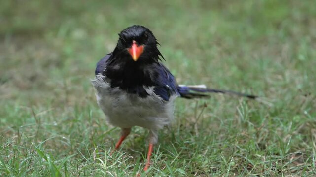 Red-billed Blue Magpie Feeding on Wet Grassy Ground