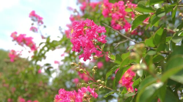 Pink Crepe Myrtle Flowers Blooming on Tree in Summer Park