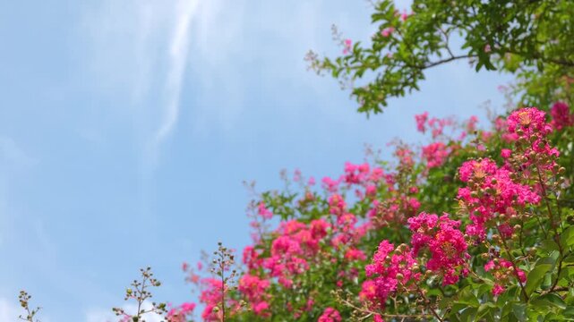 Pink Crape Myrtle Flowers Blooming Against Blue Summer Sky