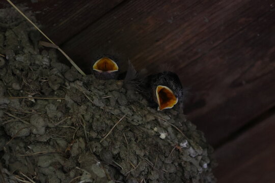 barn swallow