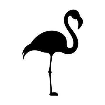flamingo on white background
