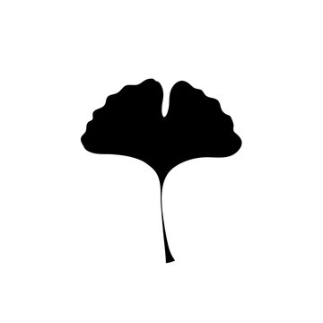 Ginkgo biloba leaf silhouette, black botanical foliage vector, minimalist ginkgo leaf icon for logo design and branding