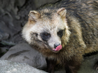 A close-up of a raccoon licking its lips, with its moist nose naturally helping it pick up scents © Yf