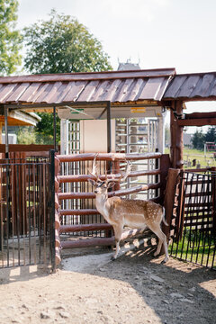 Fallow deer buck stands near a zoo turnstile