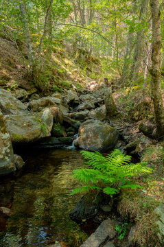 Sunlit woods with small stream flowing through mossy rocks and t