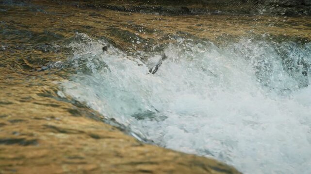 A chinook salmon leaps out of white water rapids, attempting to cross a concrete river ledge. Drops of water hang in the air as the fish arches its back to scale the obstacle.