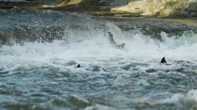 Multiple salmon attempt to jump the cascading river barrier in rapid succession. The active spawning run fills the foaming white water with continuous aquatic movement.