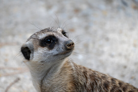 Meerkat close up portrait in natural habitat
