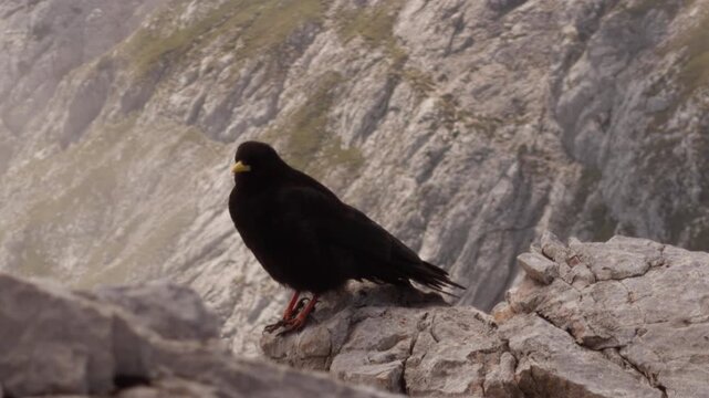 Black alpine chough with a yellow beak stands on a rocky ridge high in the Slovenian Alps. Wild mountain bird surrounded by rugged limestone terrain.
