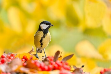 A great tit sits on the ground and eats red rowan berries. A great tit in the nature habitat. Parus major. Wildlife scene with a titmouse.  © Monikasurzin