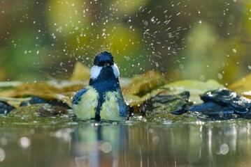 A great tit bathes in a forest pond. A great tit in the nature habitat. Parus major. Wildlife scene with a titmouse.  © Monikasurzin