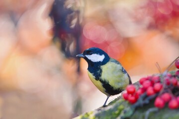 A great tit sits on the ground and eats red rowan berries. A great tit in the nature habitat. Parus major. Wildlife scene with a titmouse.  © Monikasurzin