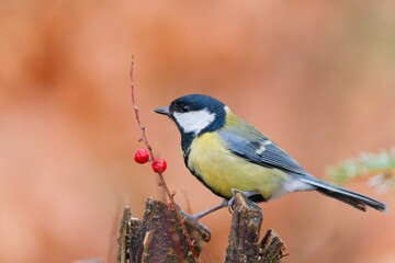A great tit sits on a tree stump in autumn. A great tit in the nature habitat. Parus major. Wildlife scene with a titmouse.  © Monikasurzin